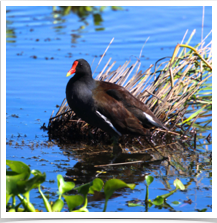 Common Moorhen - Resting